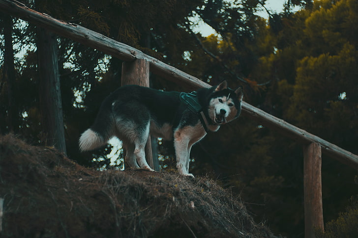 black and white Alaskan malamute, husky, dog, walk, stand, pets, HD wallpaper