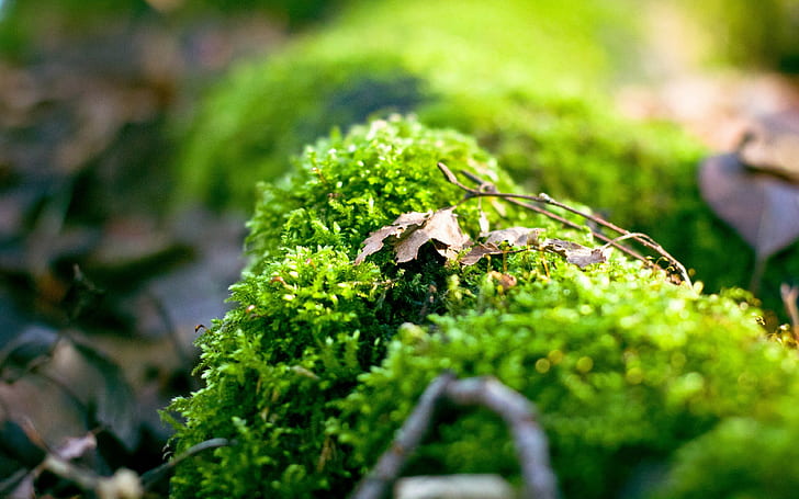 nature, macro, depth of field, moss