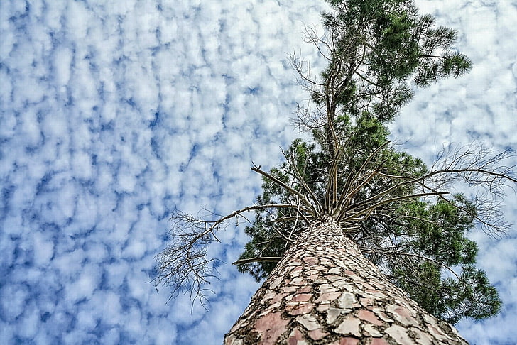 trees, clouds, sky, nature, plant, low angle view, cloud - sky, HD wallpaper