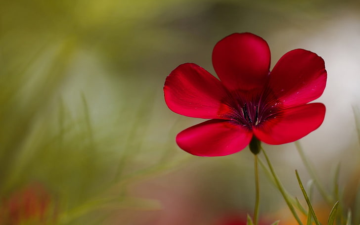 HD wallpaper: red 5-petaled flower, flowers, background, widescreen,  Wallpaper | Wallpaper Flare