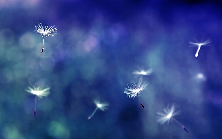 dandelion seeds, closeup, nature, flowers, firework, flying, motion, HD wallpaper