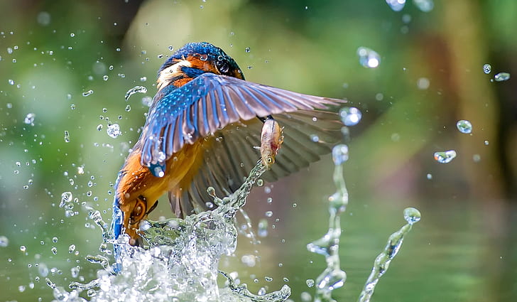 HD wallpaper: Birds, Kingfisher, Water, Wildlife | Wallpaper Flare