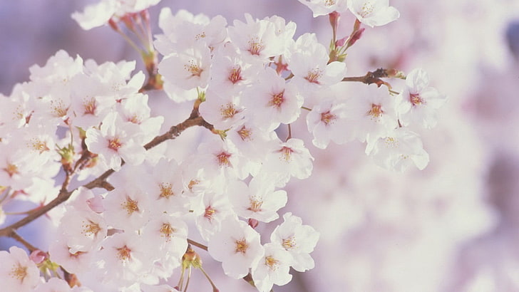 white and yellow petaled flowers, cherry blossom, trees, flowering plant