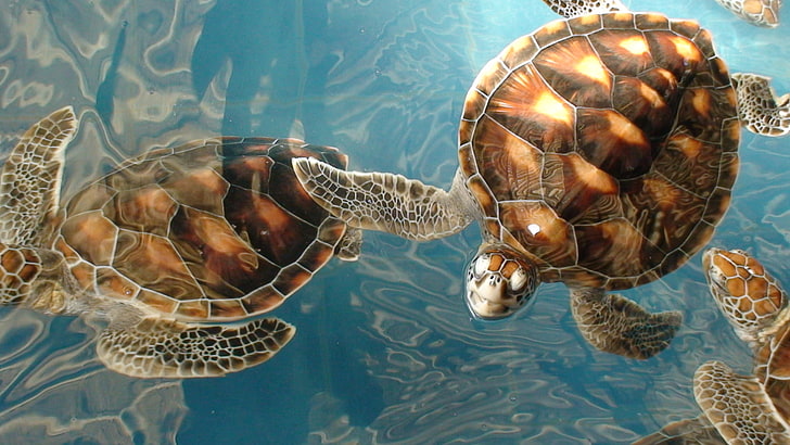 two brown turtle painting, many, sea, underwater, animal, nature, HD wallpaper