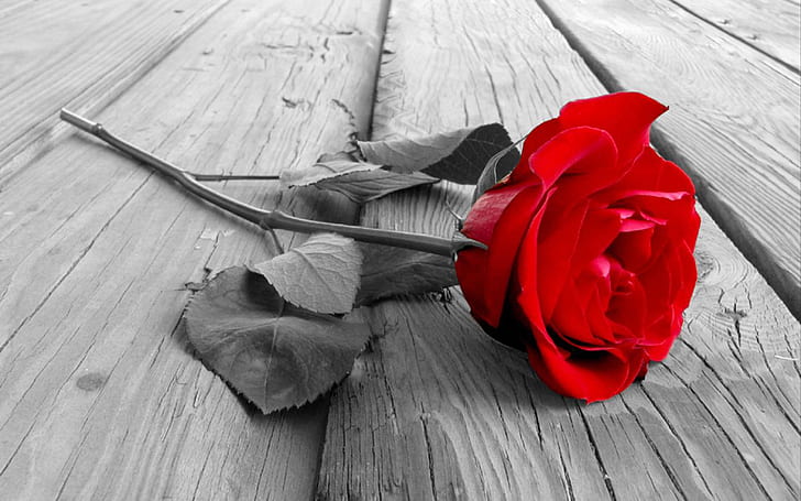 HD wallpaper: Happy Rose Day Romantic Shayari For Your Love ...