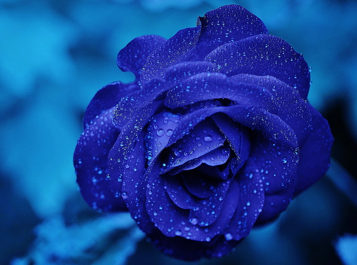 Blue rose 1080P, 2K, 4K, 5K HD wallpapers free download | Wallpaper Flare