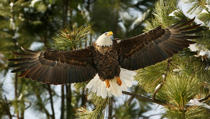 Bald eagle wings, branches, hawk, bird, HD wallpaper