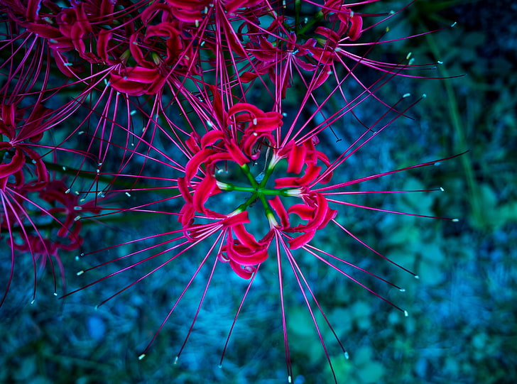 Bunga red spider lily