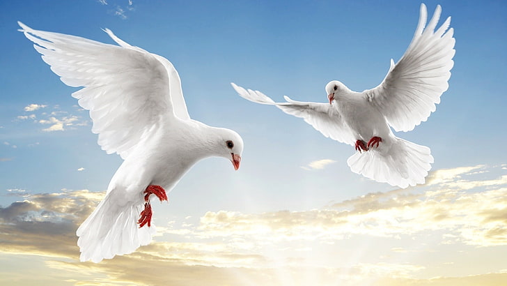 two white pigeons, doves, pair, flight, sky, blue, bird, flying