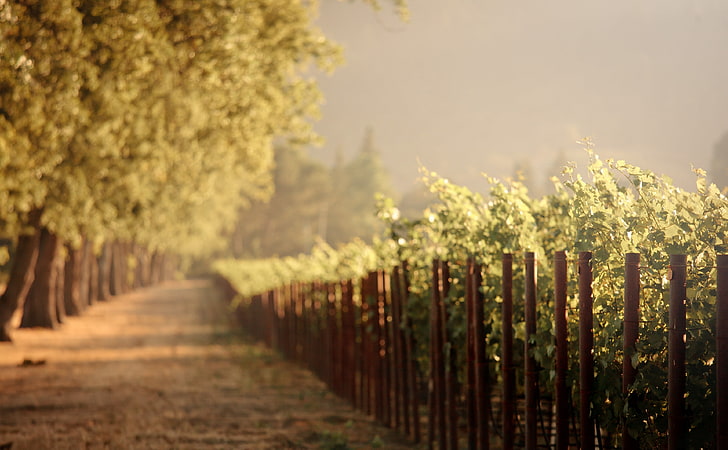 Vineyards, Seasons, Summer, West, Trip, Valley, Road, California, HD wallpaper