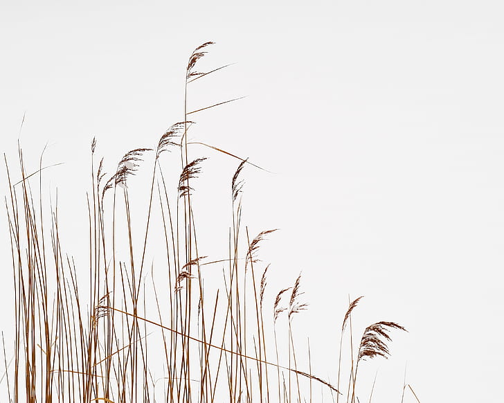 red wheat field, Lobau, im, Winter, landscape, nature  photography, HD wallpaper