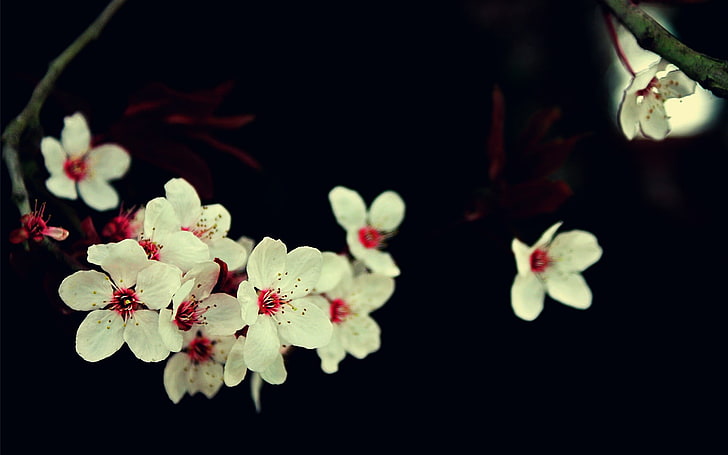white-and-red petaled flowers, white flowers on black surface