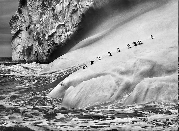 nature landscape animals ice penguins iceberg monochrome sebastiao salgado antarctica sea waves photography jumping