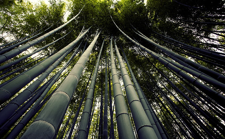 Japanese Giant Bamboo, bamboo trees, Nature, Forests, Travel, HD wallpaper