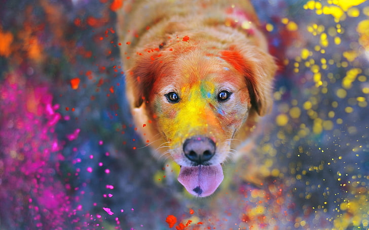 brown dog, animals, colorful, painting, paint splatter, Labrador Retriever, HD wallpaper