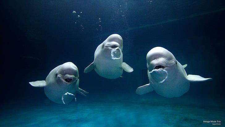 Beluga Whale Trio, Ocean Life, HD wallpaper