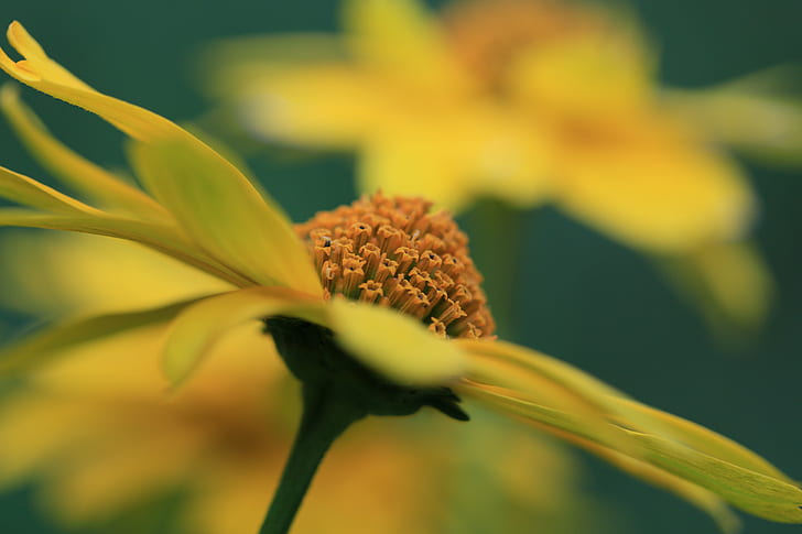 close up photo of yellow petaled flower, bloom, Blume, Flor, Berlin  Weißensee