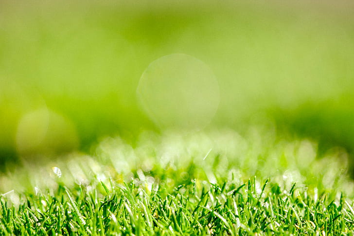 close up photo of green grass, Dew, Drops, Abundance, Abundant, HD wallpaper