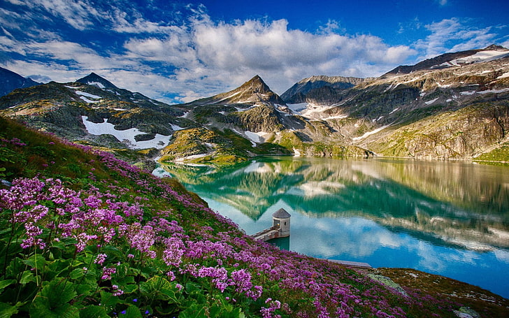 pink flower lot, landscape, mountains, lake, flowers, reflection