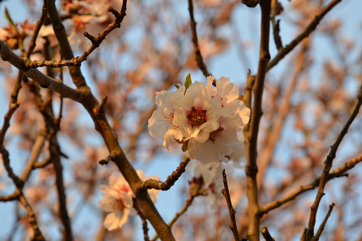 close up photograph of white petaled flowers, cherry blossom