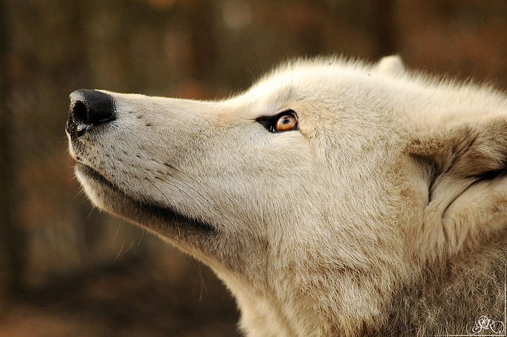 Polar bear, gray wolf, white, animals, mammal, carnivore, wildlife