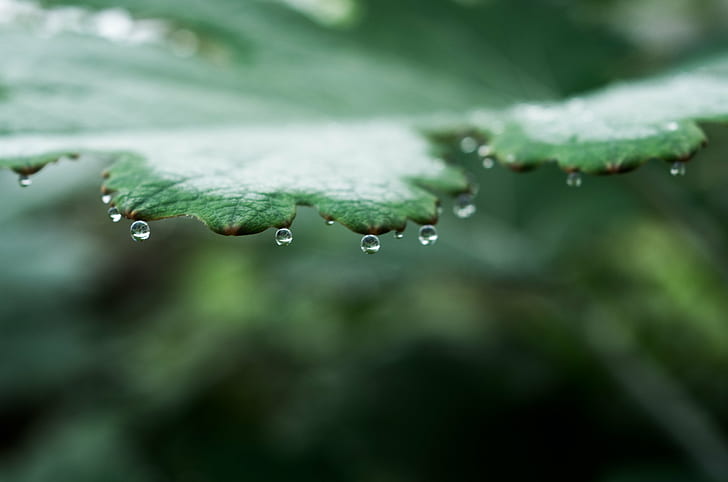 green leaf with water droplets in macro shot, nature, dew, raindrop, HD wallpaper