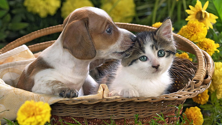 Cute puppy and kitten in the basket