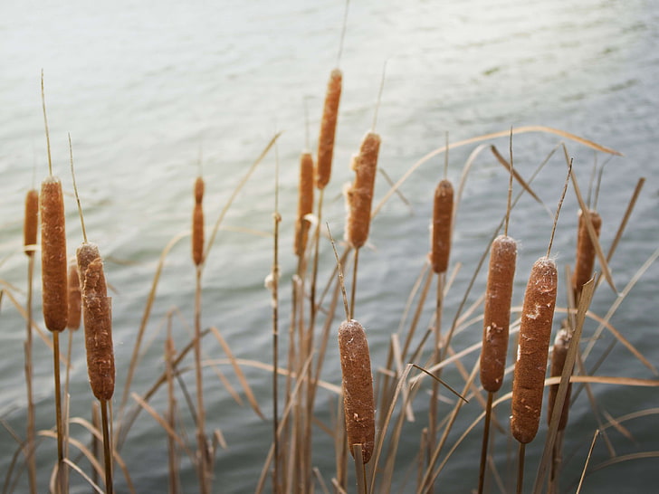cattails, lake, nature, plants, water, focus on foreground, HD wallpaper