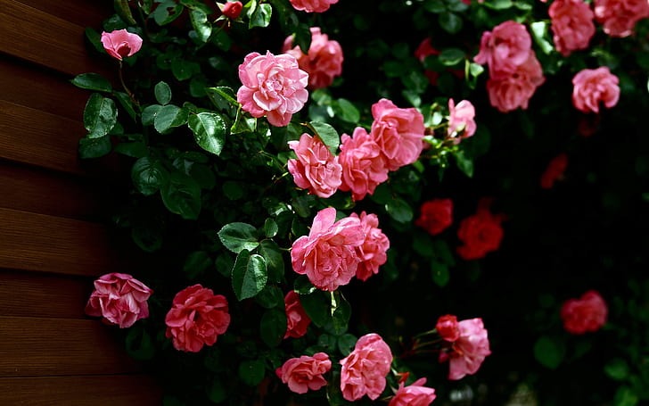 HD wallpaper: Very Nice Roses | Wallpaper Flare