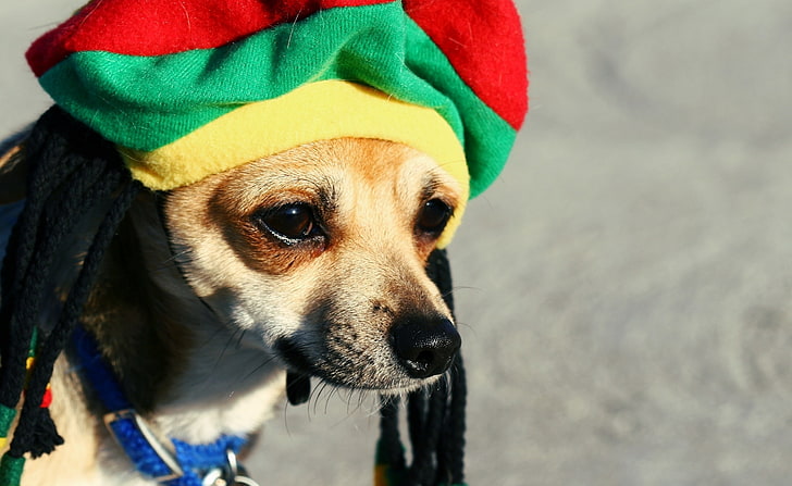 Rasta Dog, smooth brown Chihuahua puppy, Animals, Pets, Reggae, HD wallpaper