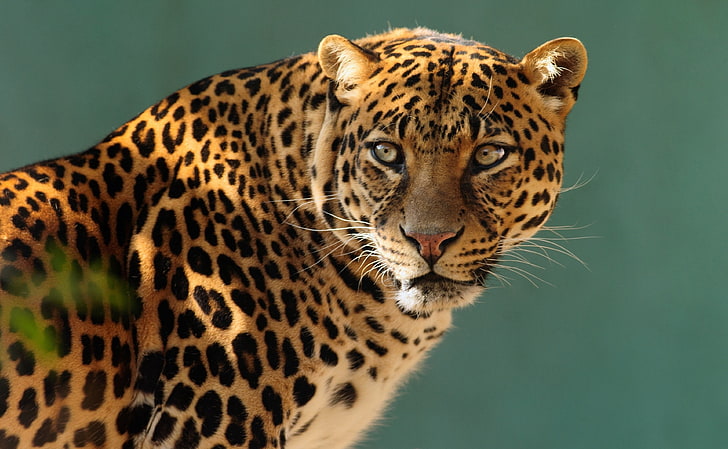 HD wallpaper: jaguar 4k new hd, animal themes, feline, animal wildlife,  mammal | Wallpaper Flare