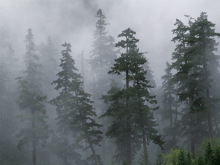 pine trees, wood, coniferous, fog, haze, siberia, forest, nature, HD wallpaper