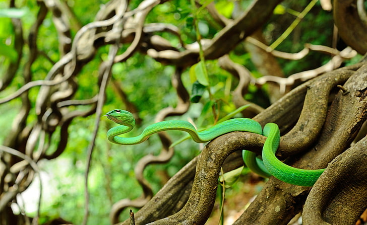 Oriental Vine Snake, green snake, Animals, Reptiles and Frogs, HD wallpaper