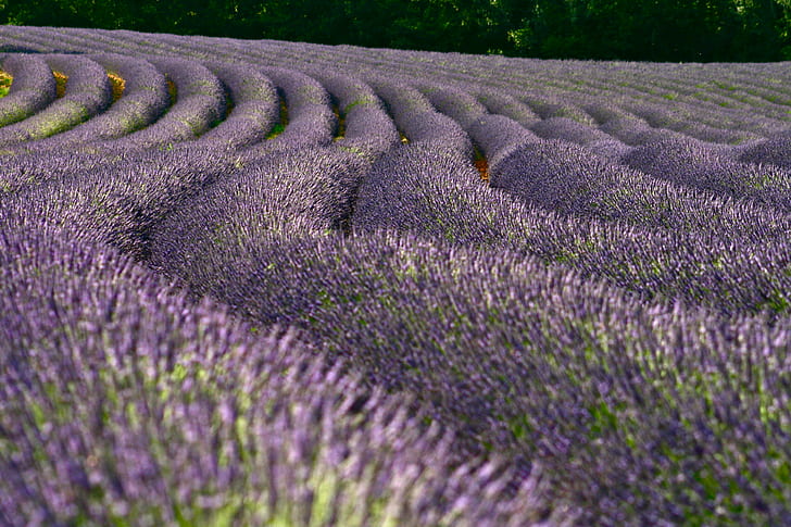 bed of lavender flowers, lavender fields, lavender fields, Provence