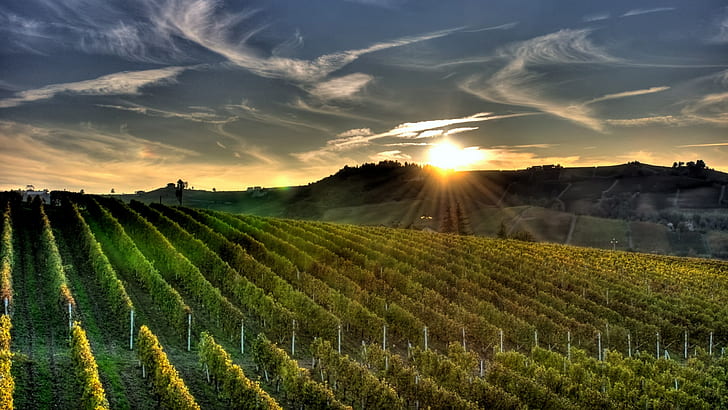 vineyard, agriculture, landscape, rural scene, scenics - nature, HD wallpaper