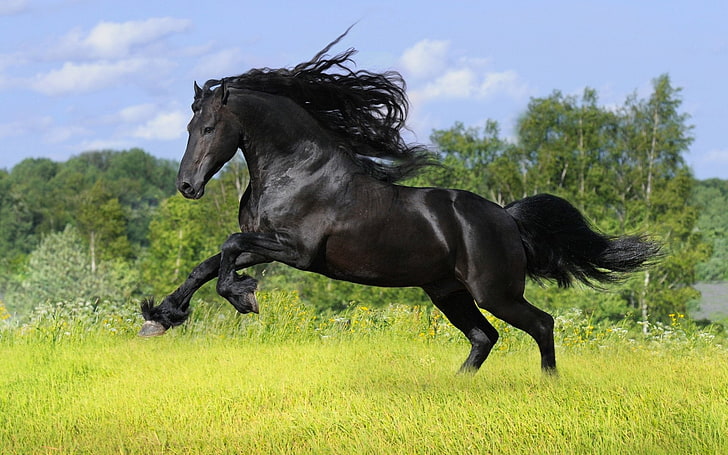 black horse, Animal, Running, stallion, nature, outdoors, thoroughbred Horse, HD wallpaper