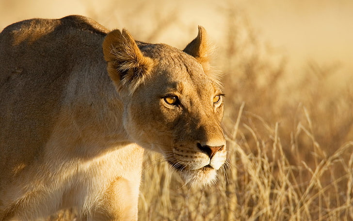HD wallpaper: lioness, face, danger, hunting, lion - Feline, safari Animals  | Wallpaper Flare
