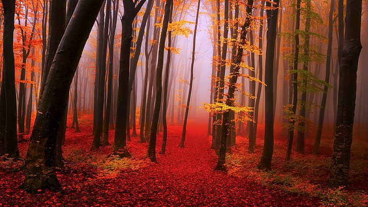 path, mist, autumn, nature, forest, woods, deciduous, tree