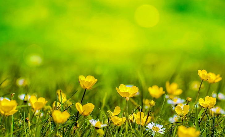 Happy Spring, yellow petaled flower, Seasons, Colorful, Summer, HD wallpaper