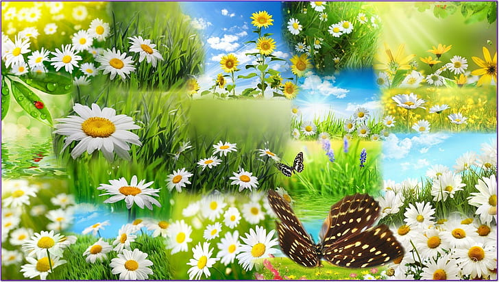 Daisy Fields Butterfly, papillon, grass, fleurs, wild flowers, HD wallpaper