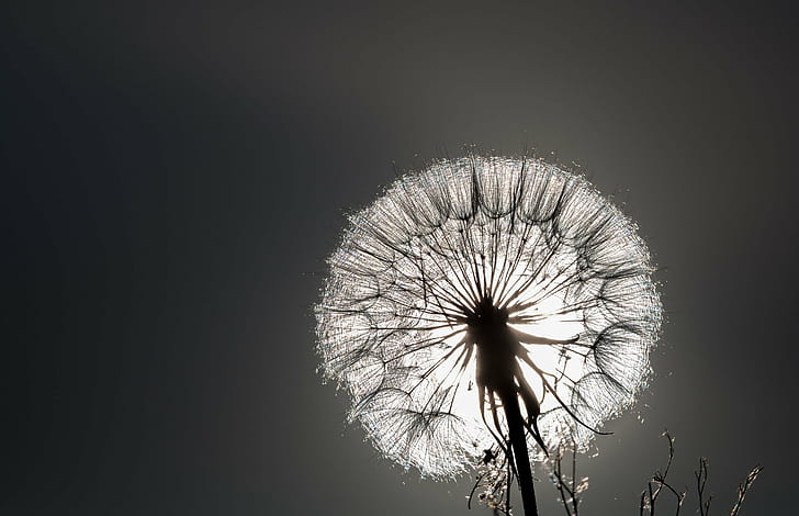 focus photography of dandelion in grayscale, sun, nature, summer, HD wallpaper
