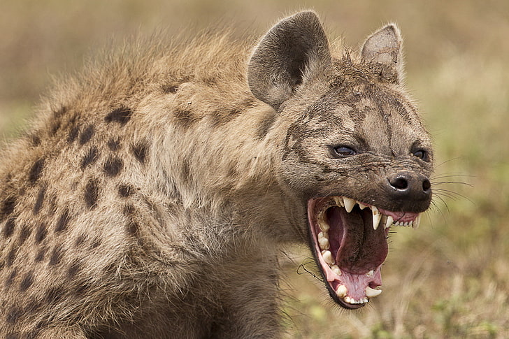 Hyena 1080P, 2K, 4K, 5K HD wallpapers free download | Wallpaper Flare