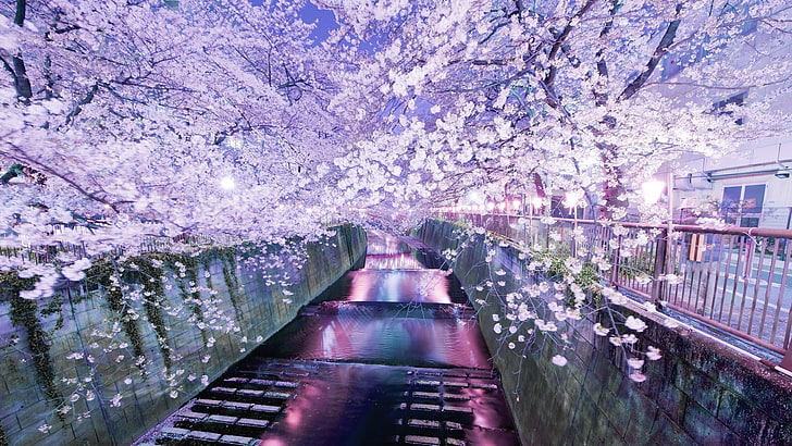 flower, purple, reflection, cherry blossom, plant, water, spring