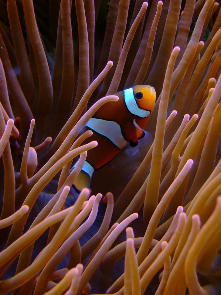 Clown fish on coral reef, cc, zoo, köln, Koeln, aquarium, fisch