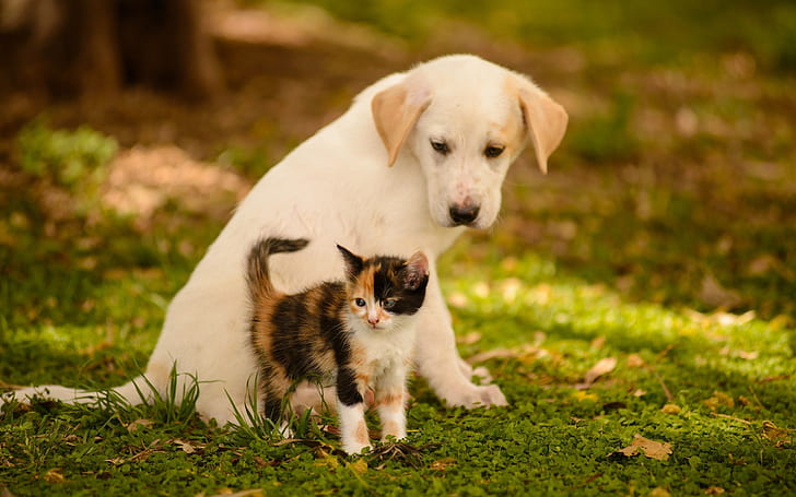 Puppy, Kitten, green, friends, dog, cat, bokeh, animals, HD wallpaper