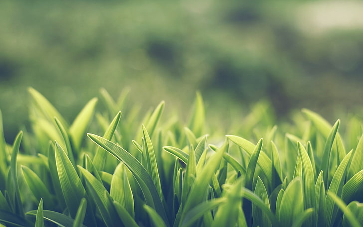 green grass, growth, plant, field, land, green color, nature
