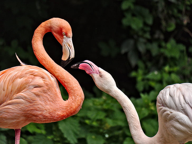 selective focus photography of two Flamingos looking each other during day time, HD wallpaper