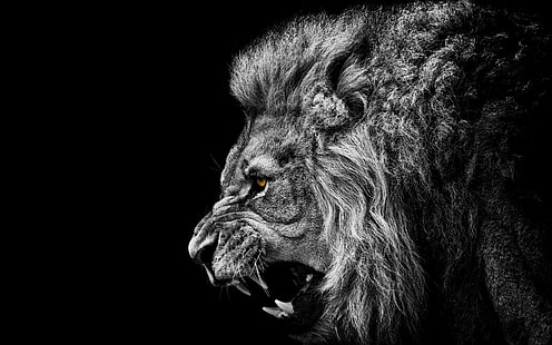 Hd Wallpaper Anime Black White Lion Black Background Selective Coloring Monochrome Wallpaper Flare,How To Paint Kitchen Cabinets Black