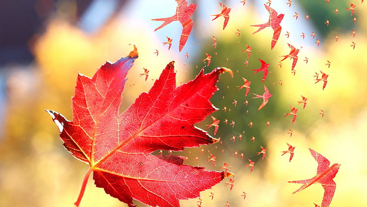 nature, leaves, fall, maple leaves, windy, birds, photo manipulation, HD wallpaper
