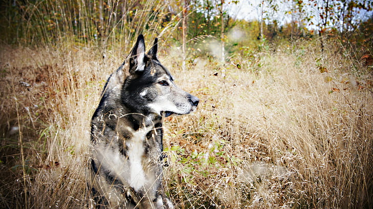 dog, nature, Siberian Husky